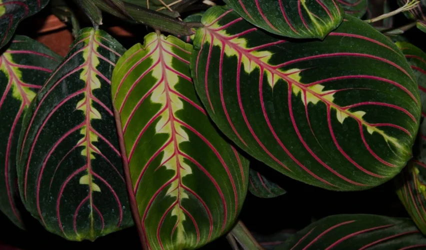 Prayer Plant Care in bengali
