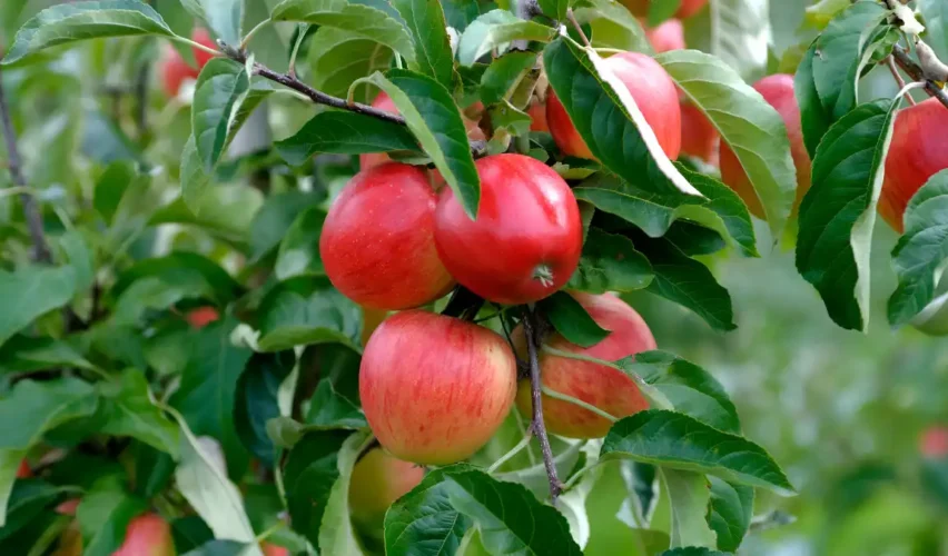 Apple tree