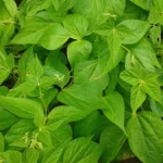 Cultivate Long Beans in Containers at Home