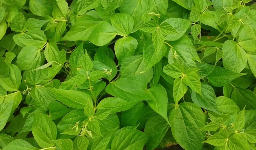 Cultivate Long Beans in Containers at Home