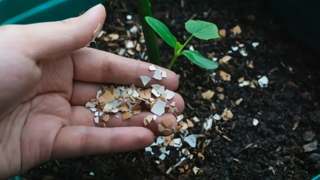 How To Make Homemade Fertilizer
