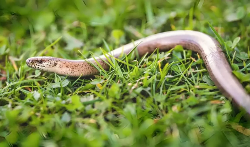 How to get rid of snakes in your yard