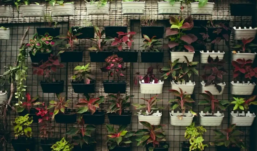 How to begin vertical gardening