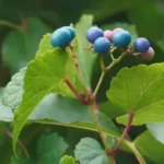 Peppervine plant