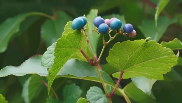 Peppervine plant