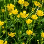 Buttercup weeds