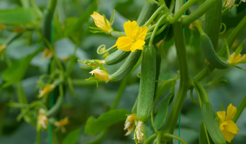 cucumber-plants