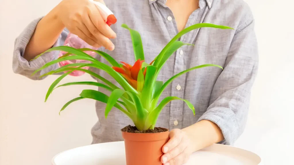Guzmania care