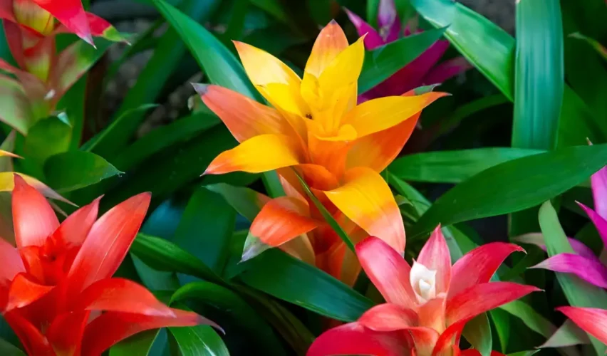 Guzmania plant