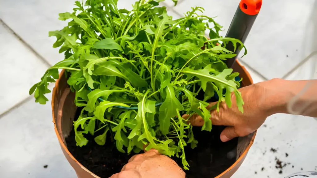 How to Grow Arugula