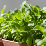 How To Grow Arugula Indoors