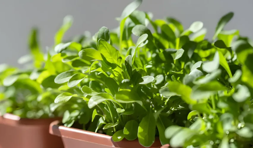 How To Grow Arugula Indoors