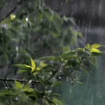 How to protect plants from heavy rain