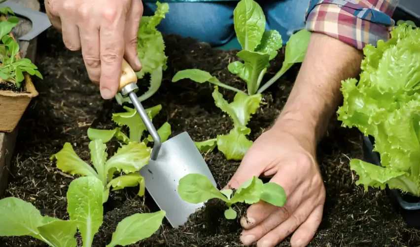 How to start a vegetable garden