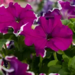Petunias