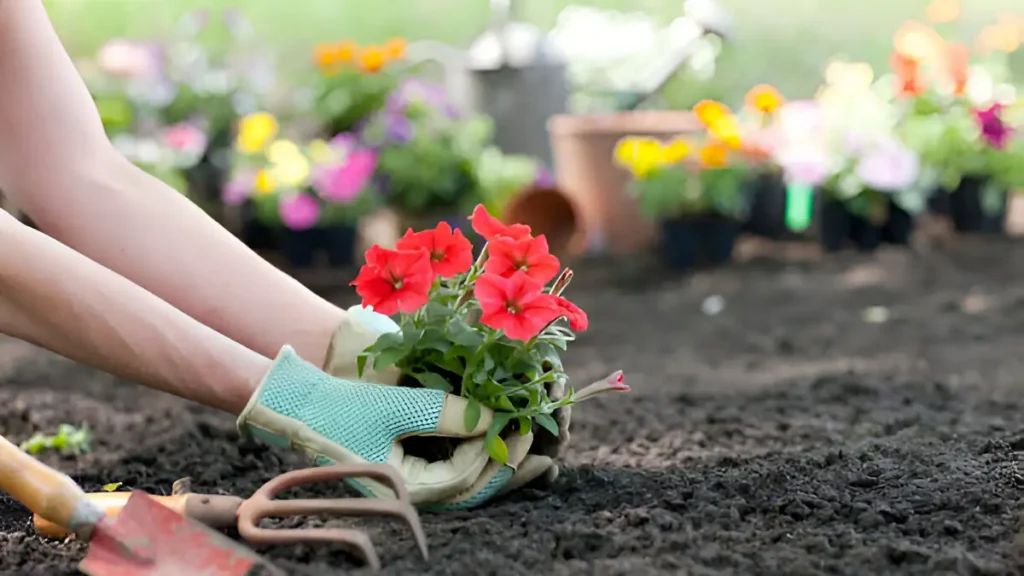 Petunias care