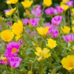 Portulaca plant