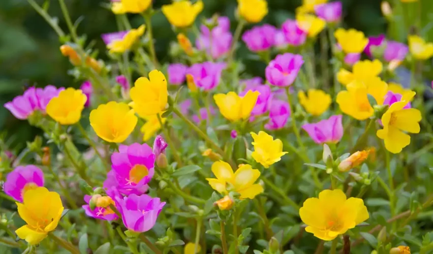 Portulaca plant