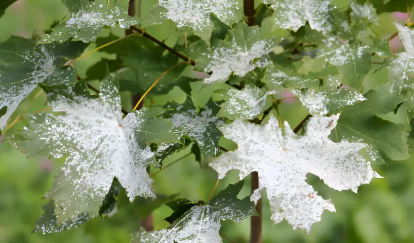 Powdery mildew