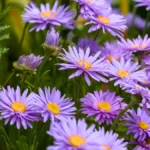 Purple aster
