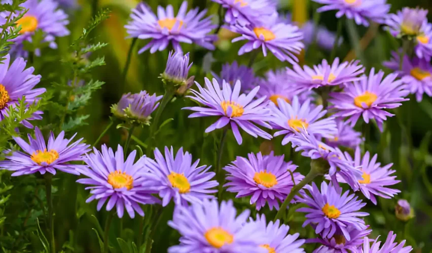 Purple aster