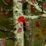 Tree lichen