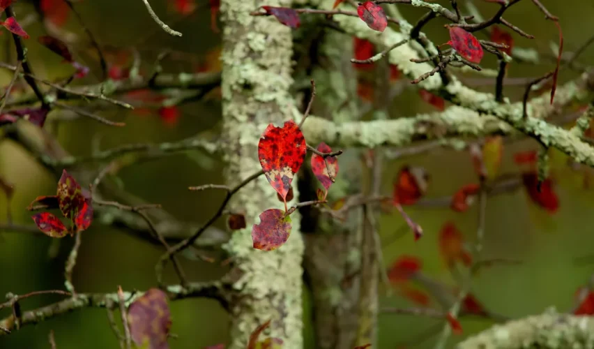 Tree lichen