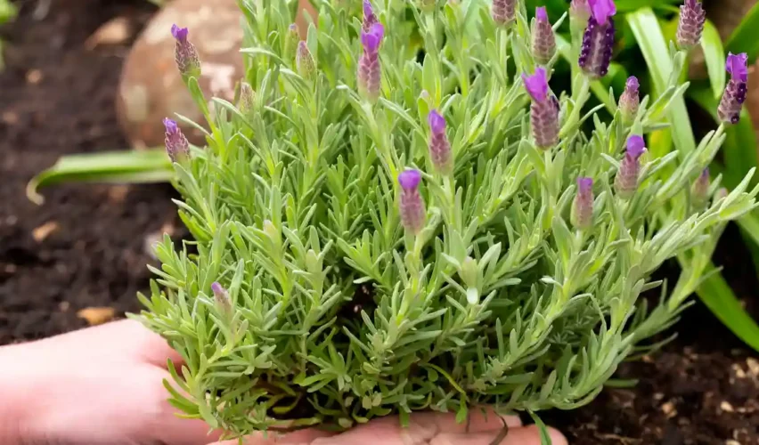 When to plant lavender outside