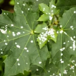 White leaf spot