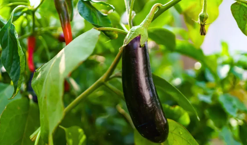 Growing Eggplants Upside Down