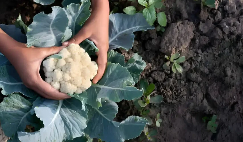 Growing cauliflower