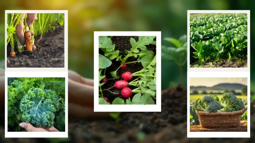 Vegetables to plant in march