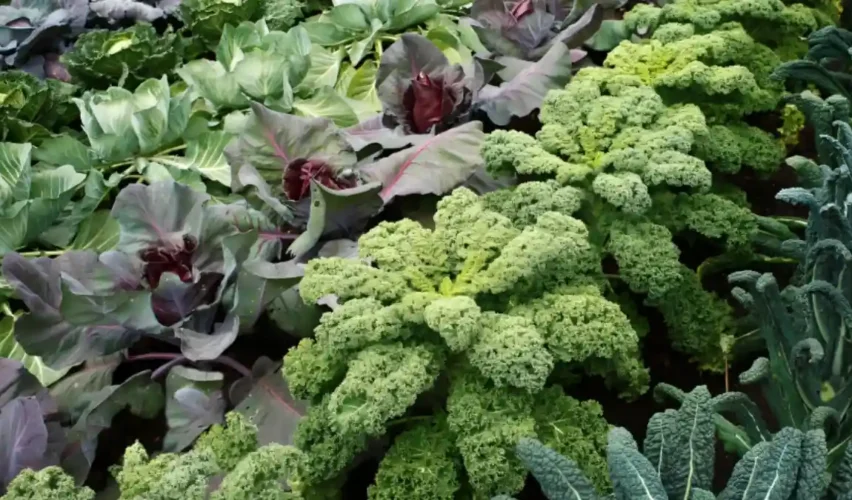 Vegetables to plant in October