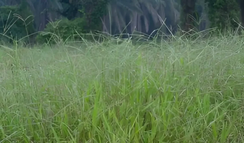 Bahia grass