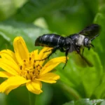 Beneficial insects