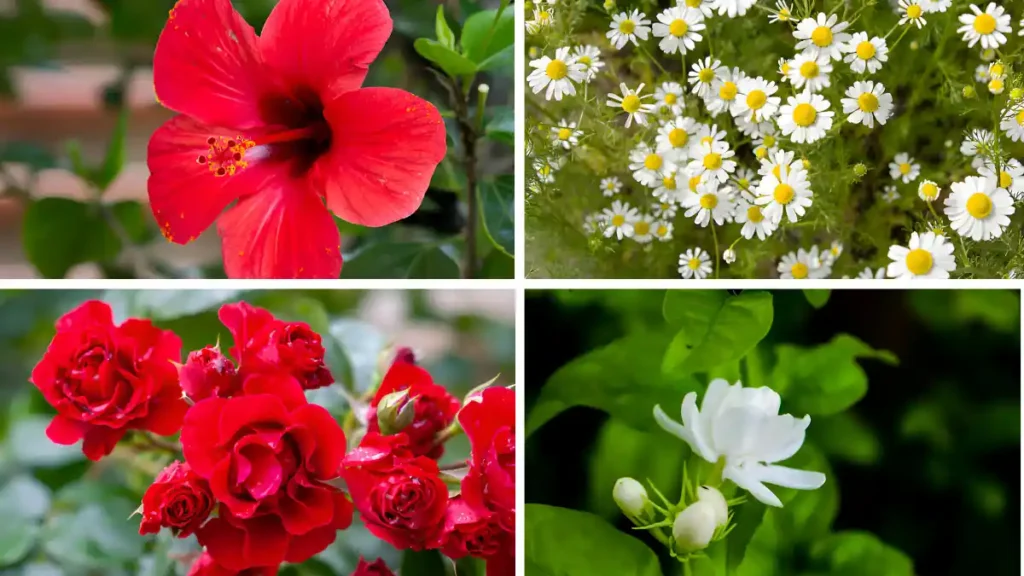 Best flowers for tea