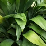 Cast iron plant