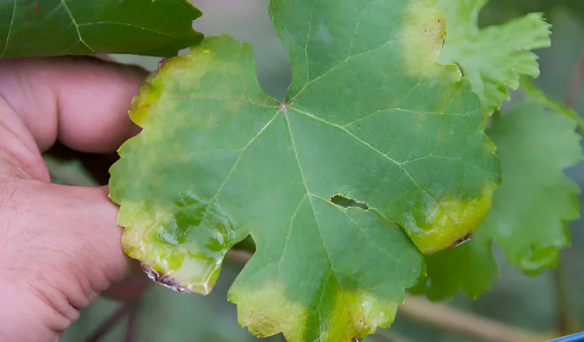 Downy mildew