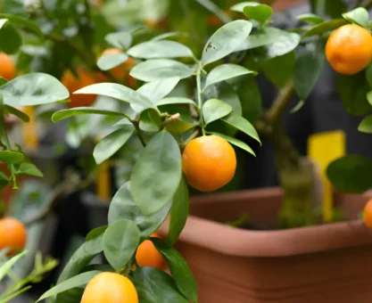 Fruit trees to grow indoors