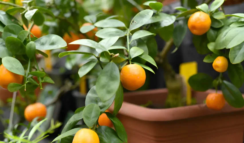 Fruit trees to grow indoors