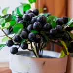 Growing Blueberries In Pots