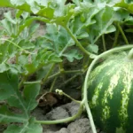 Growing watermelon