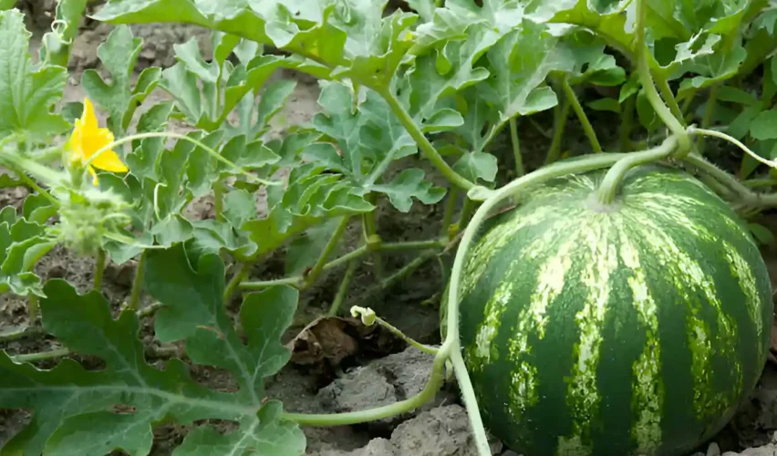 Growing watermelon