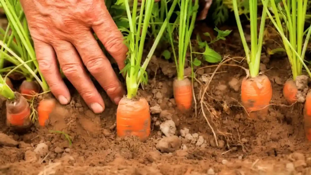 Harvest carrots