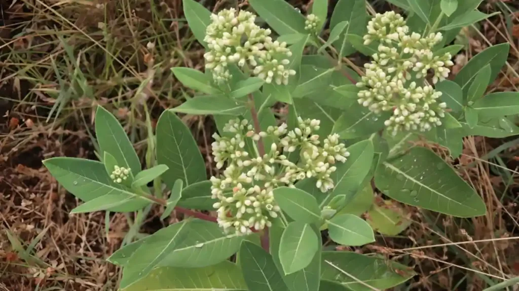 Hemp dogbane weed