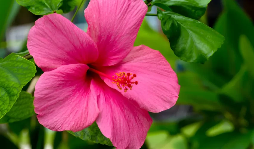 Hibiscus flower