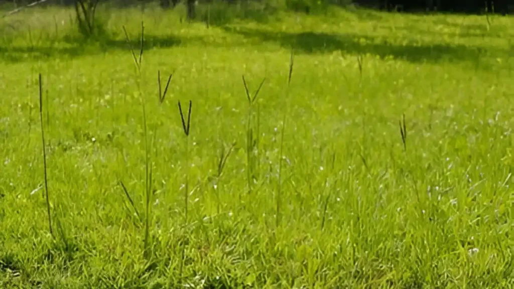 How to get rid of bahia grass