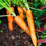 How to grow carrots