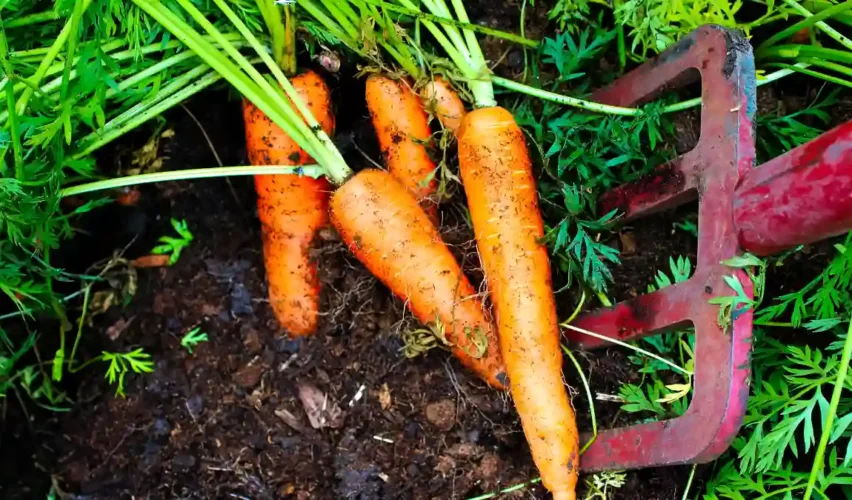 How to grow carrots