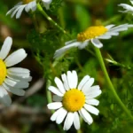 How to grow chamomile